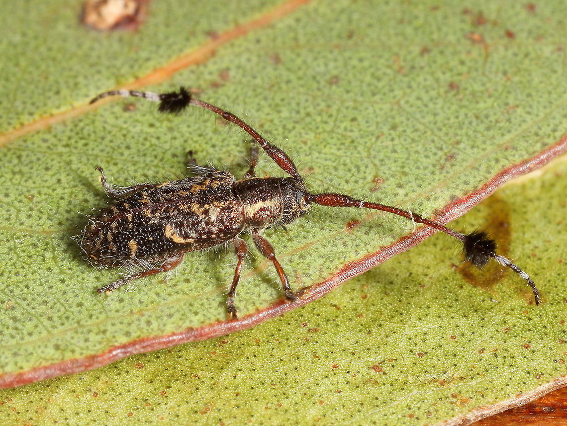 Tufted longicorn  Australia,Geotagged,Spring