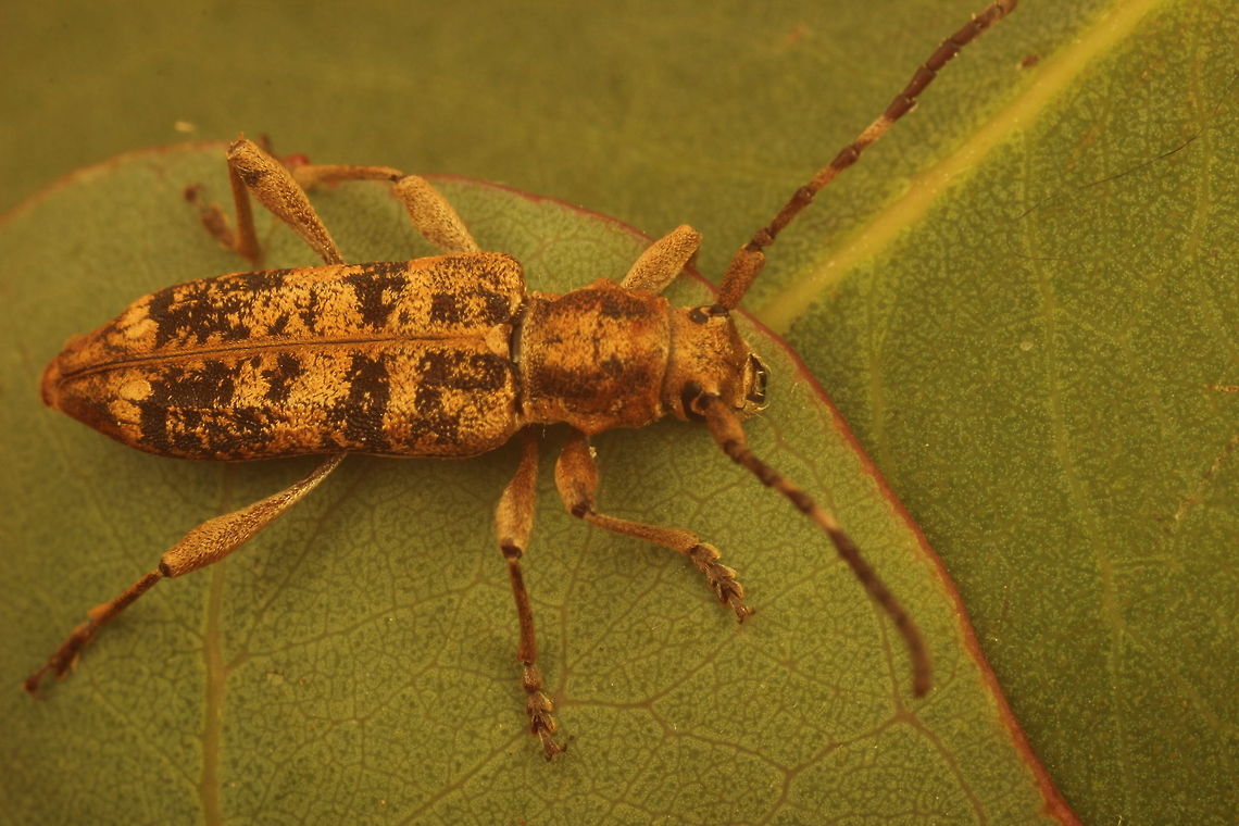 Longicorn_beetle  Australia,Geotagged,Spring