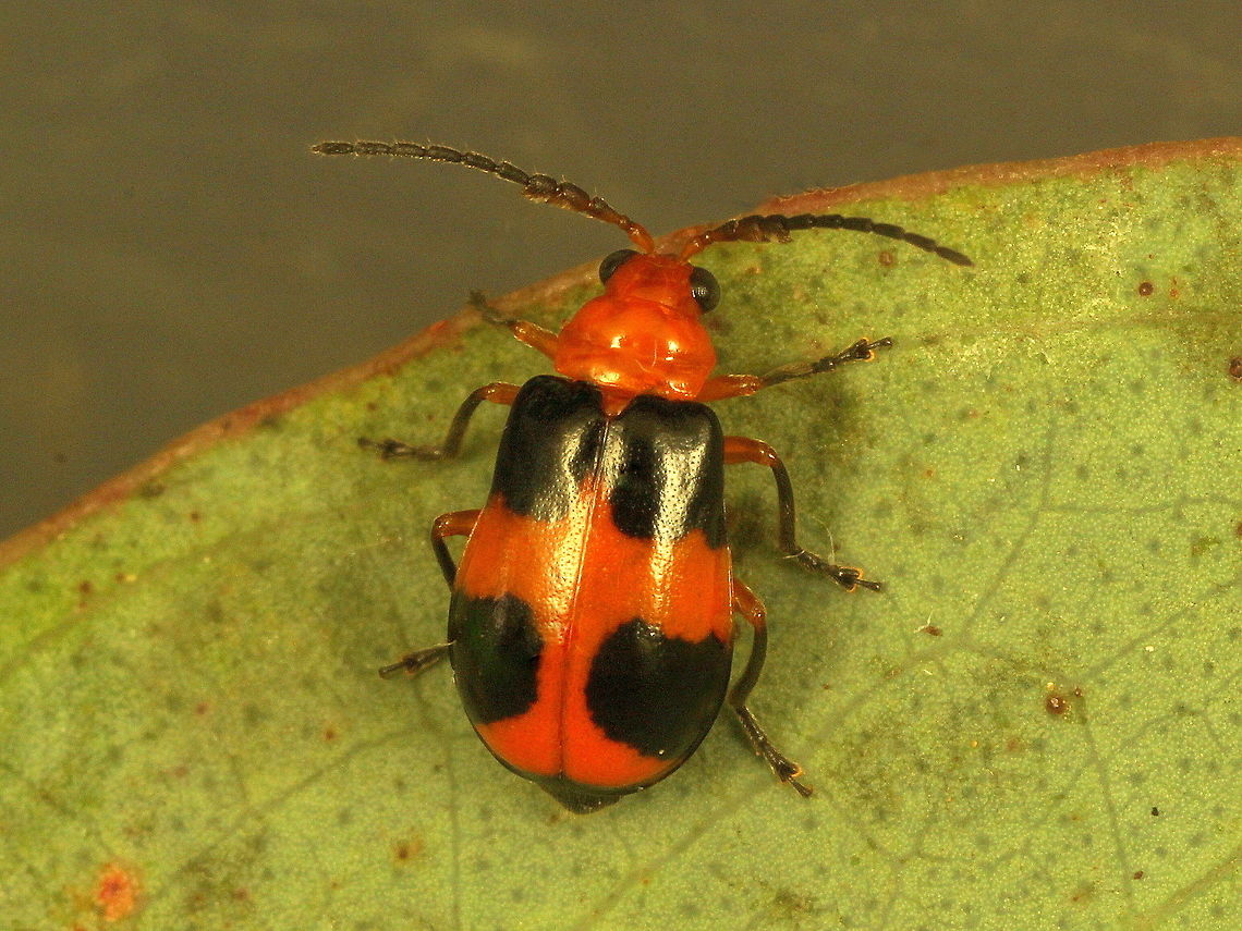 Pumpkin Beelte Aulacophora hilaris  Aulacophora hilaris,Australia,Geotagged,Spring