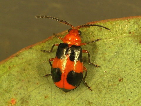 Pumpkin Beelte Aulacophora hilaris  Aulacophora hilaris,Australia,Geotagged,Spring