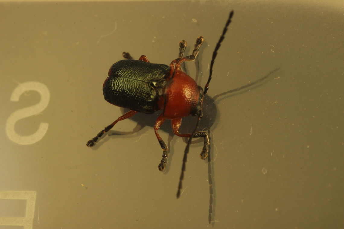 Aporocera (Cryptocephalinae)  Australia,Geotagged,Spring