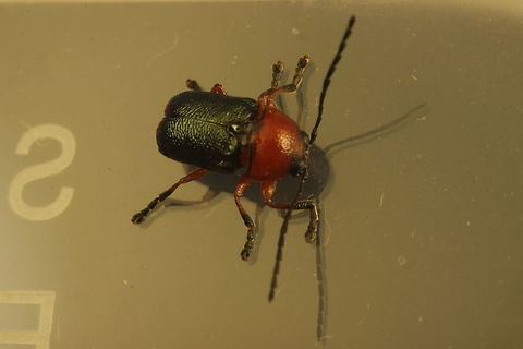 Aporocera (Cryptocephalinae)  Australia,Geotagged,Spring