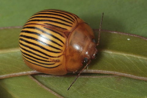 Paropsisterna nigrovittata On mallee.  Diurnal.   Australia,Geotagged,Paropsisterna nigrovittata,Spring