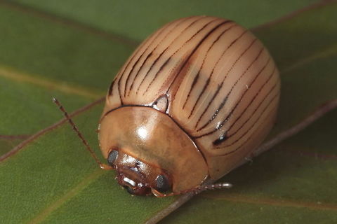 Paropsisterna variabilis Paropsisterna variabilis is an arid, desert beetle occurring in South Australia and New South Wales.  The elytra contain puncturation striae with black lines of variable thickness, sometimes broken and sometimes thick enough to join with the next line. Pronotum is smooth and unmarked. Antennae are testaceous, moniliform and relatively short. Head, and feet are testaceous. Clypeus is moderately strong.  Australia,Geotagged,Paropsisterna variabilis,Spring