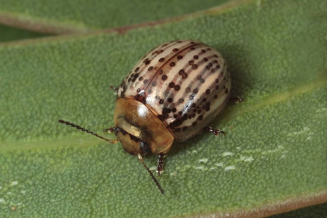 Paropsisterna nupta A small rotund beetle with elytral series finely punctured and loosely paired.   Some puncturations bear black dots giving the appearance of beads on thread.  The beetle is pale yellow and the interstices are pale cream with alternating thickness.   Antennae and feet mostly black.  Scutellum and base of head is black.  Pronotum is unmarked.   Australia,Geotagged,Paropsisterna,Paropsisterna nupta,Spring