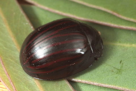 Paropsisterna octolineata  Australia,Fall,Geotagged,Paropsisterna,Paropsisterna octolineata,Spring