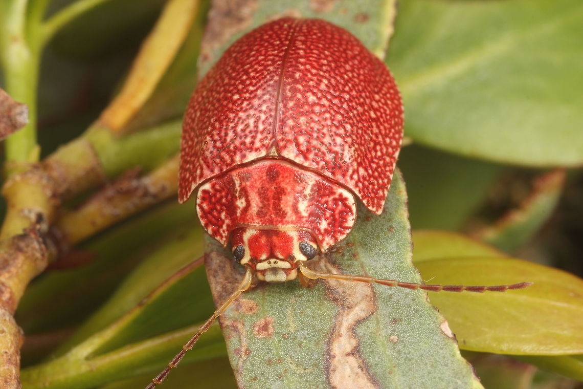 Paropsis sp46 This scarce alpine blushed beetle is undescribed and a surprise find.   Australia,Geotagged,Paropsis,Spring