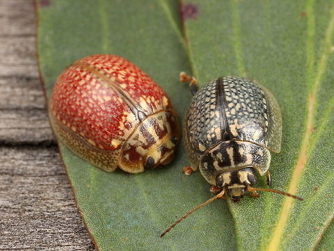 Paropsisterna decolorata This common small beetle is usually grey.   This mottled grey is referred to as 'blue' . Australia,Geotagged,Paropsisterna decolorata,Spring