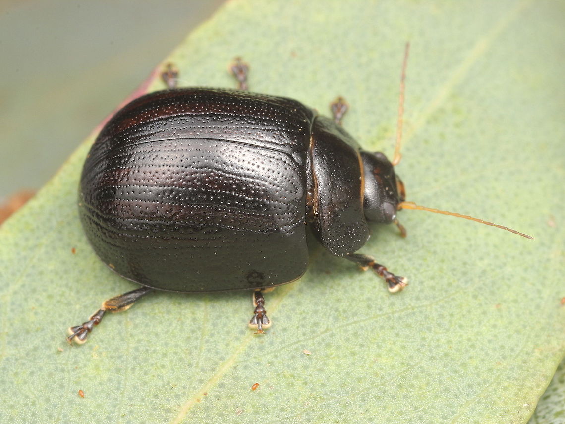 Paropsisterna cernua (Chp.) Probably the the only photograph in existence of this beetle.  Possibly the only (now) pinned specimen in Australia.  The ANIC (national insect collection has none)  The type is probably in London.  This is an unexpected find.    Australia,Geotagged,Paropsisterna cernua,Spring