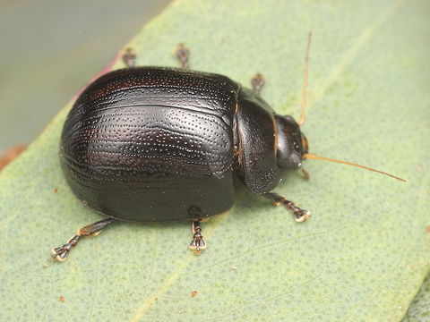 Paropsisterna cernua (Chp.) Probably the the only photograph in existence of this beetle.  Possibly the only (now) pinned specimen in Australia.  The ANIC (national insect collection has none)  The type is probably in London.  This is an unexpected find.    Australia,Geotagged,Paropsisterna cernua,Spring