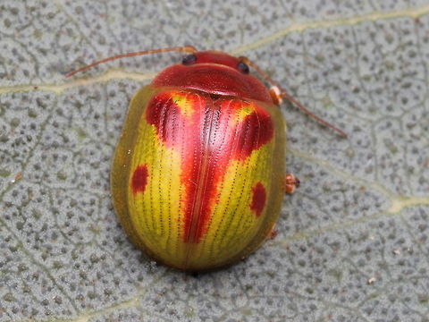 Paropsisterna_sp119 This beetle is undescribed.   Australia,Geotagged,Paropsisterna,Spring