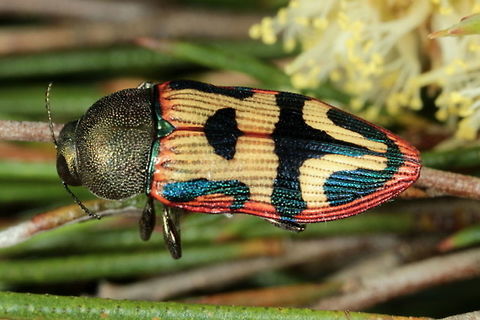 Castiarina uncata Found by Geoff Walker Australia,Castiarina,Castiarina uncata,Geotagged,Spring