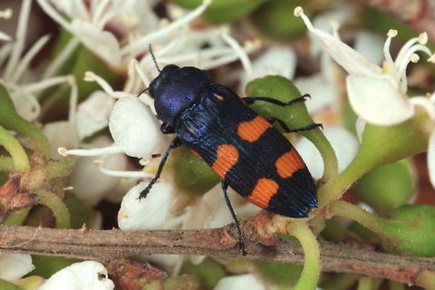Castiarina cruentata  Australia,Castiarina,Castiarina cruentata,Geotagged,Spring