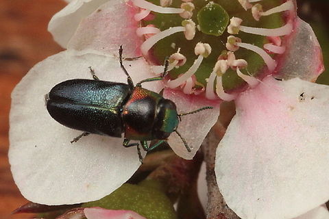 Neocuris glacillis  Australia,Geotagged,Neocuris,Neocuris glacillis,Spring