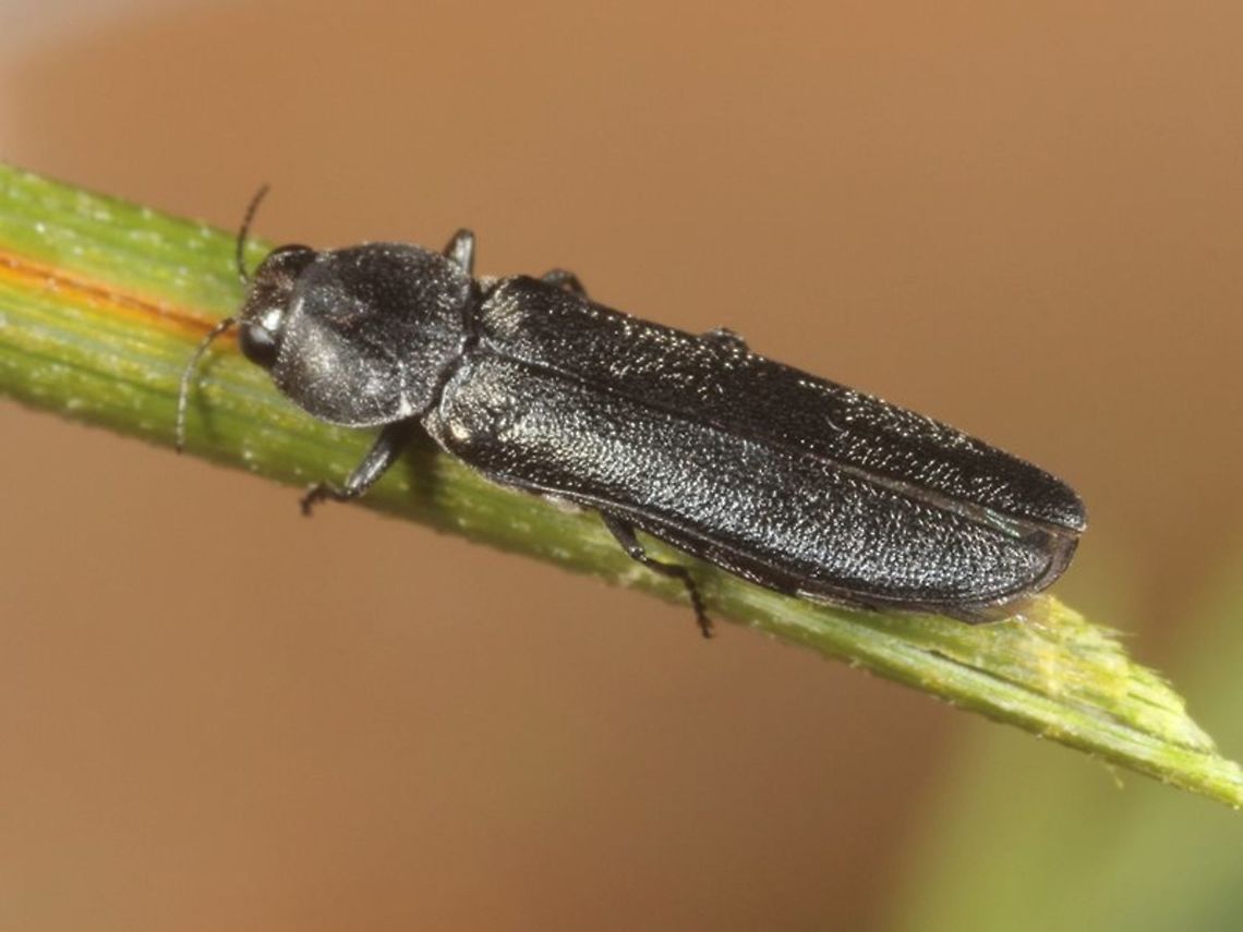 Agrilus sp.     Glenburn Several beetles were found on Ghania sp.   Agrilus,Australia,Geotagged