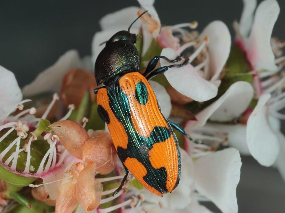 Castiarina crux This jewel beetle is restricted in its range to the plains of Western Victoria.  <br />
Only a few specimens exist in museum collections. Australia,Castiarina,Castiarina crux,Geotagged