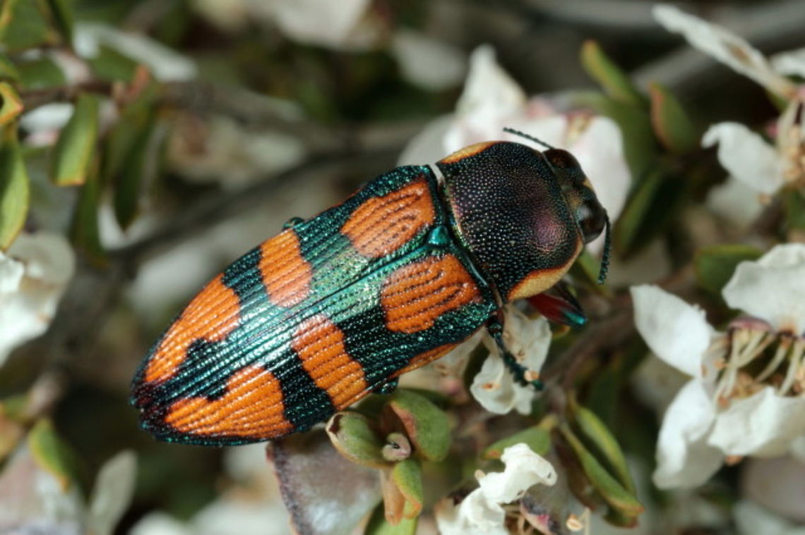 Castiarina_argillacea Found by Geoff Walker Australia,Castiarina,Castiarina argillacea,Geotagged,Spring