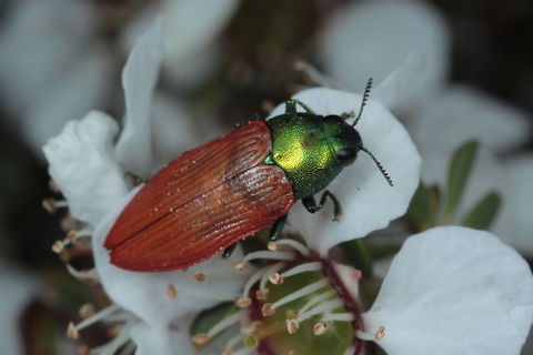 Castiarina aurantiaca  Australia,Castiarina,Castiarina aurantiaca,Geotagged,Spring