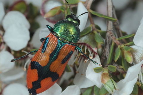 Castiarina burnsi Photo by Geoff Walker Australia,Castiarina,Castiarina burnsi,Geotagged,Spring