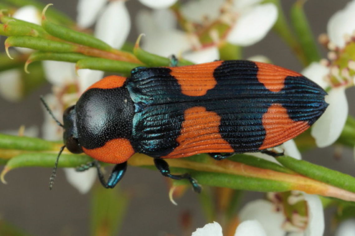 Castiarina gibbicollis On Baeckea.  Kiata Dec16 Australia,Castiarina,Castiarina gibbicollis,Geotagged,Spring