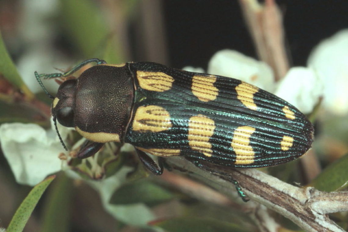 Castiarina decemmaculata Little Desert, Victoria   <br />
Spring emergence on coarse tea tree.  October 2015 Australia,Buprestidae,Buprestinae,Buprestoidea,Castiarina,Castiarina decemmaculata,Coleoptera,Geotagged,Polyphaga,Spring,Stigmoderini