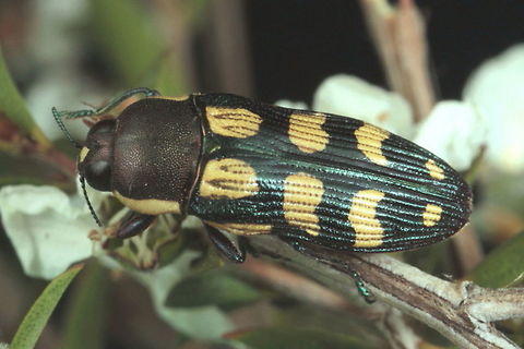 Castiarina decemmaculata Little Desert, Victoria   
Spring emergence on coarse tea tree.  October 2015 Australia,Buprestidae,Buprestinae,Buprestoidea,Castiarina,Castiarina decemmaculata,Coleoptera,Geotagged,Polyphaga,Spring,Stigmoderini