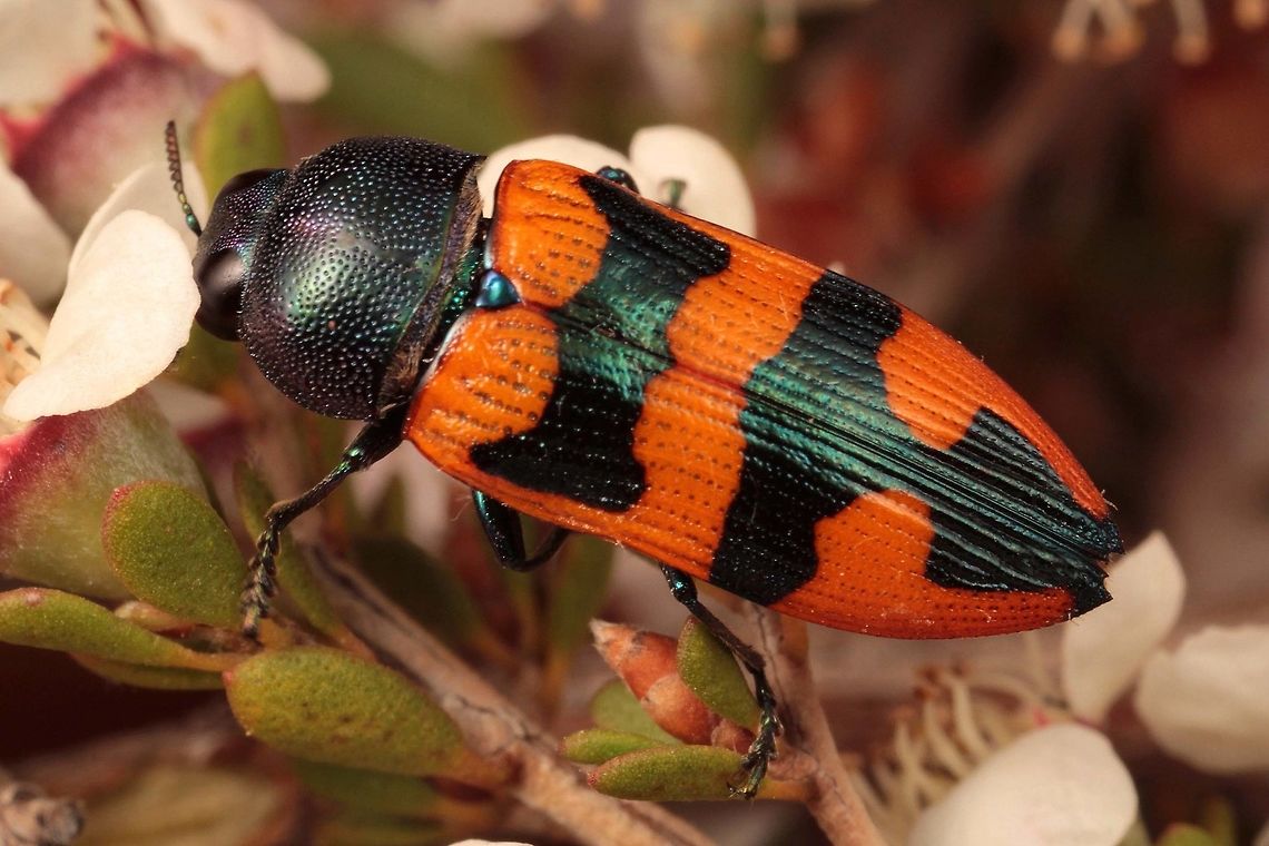 Castiarina piliventris Big Billy bore.<br />
Spring emergence.<br />
Found on coarse tea tree.      Australia,Castiarina,Castiarina piliventris,Geotagged,Spring