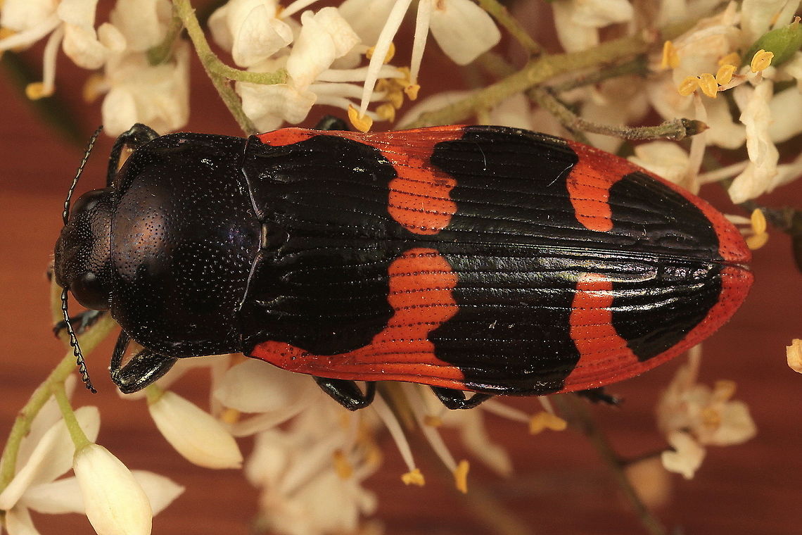 Castiarina bremei A coastal species of jewel beetle, black, with two transverse bright orange bands across the elytra, almost touching the suture and extending along the margin back to the apex and forwards to the base of the elytra.  <br />
<br />
There are over 475 species of Castiarina beetles in Australia and tiny differences usually indicate different species.  Most mimic other beetles, native bees, leaves and flowers or each other.  This is not my field of research but the group is well known and well studied by many enthusiasts over many years.  Therefore identifications are relatively easy and reliable.  All species are probably known, which is a change from Leaf beetles in the genus Paropsisterna, where I have numerous undescribed species.   Australia,Castiarina,Castiarina bremei,Geotagged,Summer