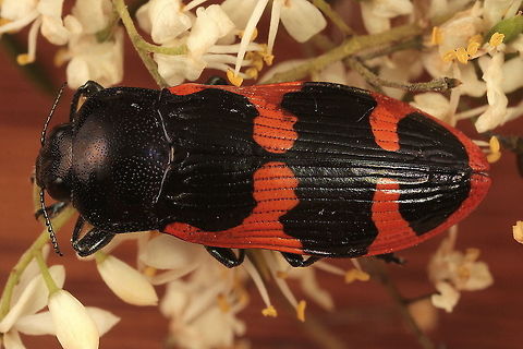 Castiarina bremei A coastal species of jewel beetle, black, with two transverse bright orange bands across the elytra, almost touching the suture and extending along the margin back to the apex and forwards to the base of the elytra.  

There are over 475 species of Castiarina beetles in Australia and tiny differences usually indicate different species.  Most mimic other beetles, native bees, leaves and flowers or each other.  This is not my field of research but the group is well known and well studied by many enthusiasts over many years.  Therefore identifications are relatively easy and reliable.  All species are probably known, which is a change from Leaf beetles in the genus Paropsisterna, where I have numerous undescribed species.   Australia,Castiarina,Castiarina bremei,Geotagged,Summer