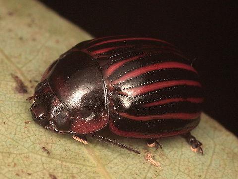 Paropsisterna gemina Gemina means twin (gemini)  
This beetle is the Adelaide form of nigerrima but described as its own species Dr Chapuis who lived there.  The size is smaller than nigerrima and the interstices are more convex, usually.   They look the same to m.  The genitalia are similar and a good case can be made for synonymy. Australia,Geotagged,Paropsisterna gemina,Summer