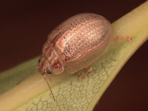 Paropsisterna laesa This pale beetle is common, widespread and variable.  The complex contains several species but has never been studied closely to determine how to tell them apart.   This specimen was taken at the type location and matches the cotype closely.  It is therefore most likely to be the same as the described holotype.   Australia,Geotagged,Paropsisterna laesa,Paropsisterna lesa,Summer