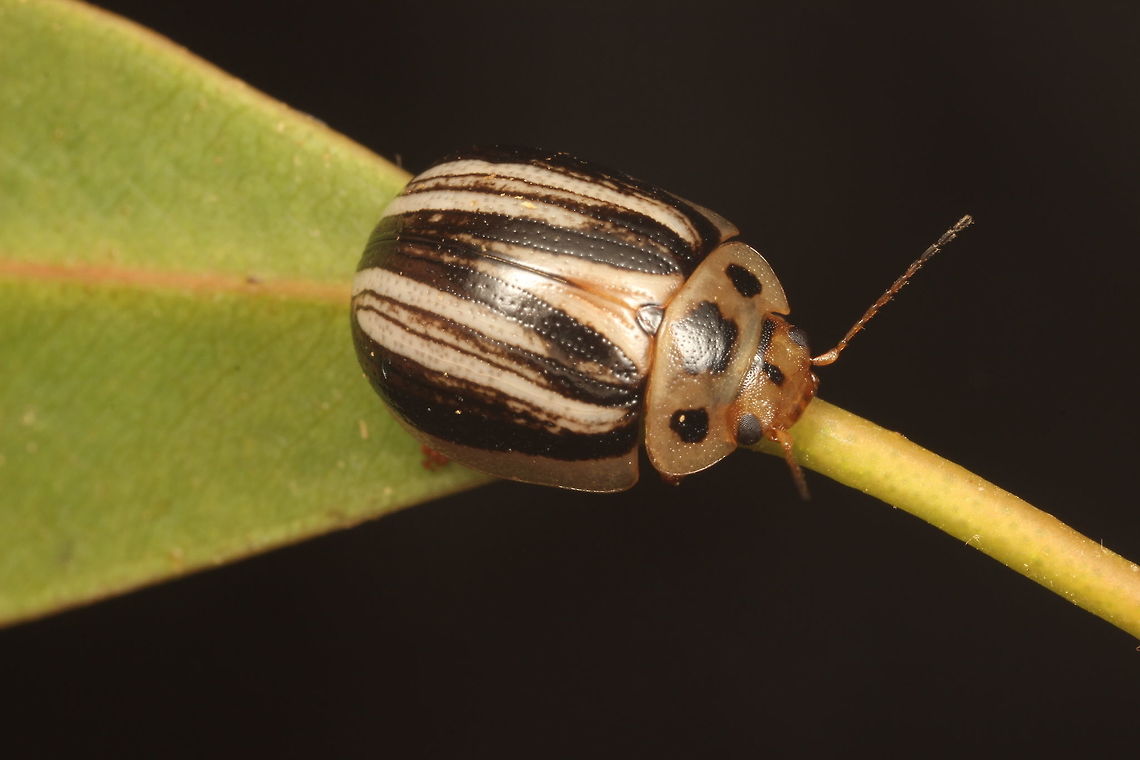 Paropsisterna sp. This beetle looks like Paropsisterna lignea.  However it is closely related and a different species.  Beetles in the lignea complex that I have not yet seen are P. io and P. geniculata.  These both occur further north, in the Blue Mountains near Sydney.  Neither is a good match in my view.  This is possibly Paropsisterna io but possibly an undescribed species.  It was not uncommon where I found it although only on one peak.  Therefore it is likely to have been encountered before and considered to be P. lignea.   It does not exist in the main three museum collections  Australia,Geotagged,Summer