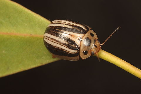 Paropsisterna sp. This beetle looks like Paropsisterna lignea.  However it is closely related and a different species.  Beetles in the lignea complex that I have not yet seen are P. io and P. geniculata.  These both occur further north, in the Blue Mountains near Sydney.  Neither is a good match in my view.  This is possibly Paropsisterna io but possibly an undescribed species.  It was not uncommon where I found it although only on one peak.  Therefore it is likely to have been encountered before and considered to be P. lignea.   It does not exist in the main three museum collections  Australia,Geotagged,Summer