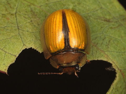 Paropsisterna aurea Called Tasmanian Gold, P. aurea feeds on snow Gums throughout Tasmania.  In Vicroria Paropsisterna hectica (see below)  looks identical but is usually green.  The beetle panel considers them to be the same species and likely to eventually be merged.   Until then, Blackburn described P. aurea in 1899 and oficially the Tasmanian form is P. aurea,
Records in the link below occur for Victoria but these are misnamed and is an error by myself.  

https://www.jungledragon.com/image/37165/paropsisterna_hectica.html 
Paropsisterna hectica is the mainland species.   Australia,Geotagged,Paropsisterna,Paropsisterna aurea,Paropsisterna hectica,Summer,Tasmanian Gold