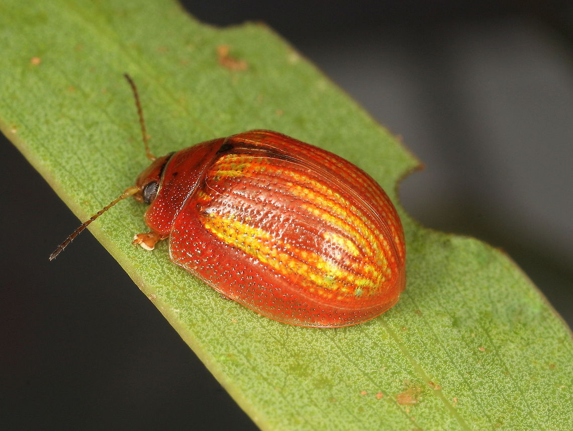 Paropsisterna vittata This beetle is scarce.<br />
There was a fortunate emergence while I went to visit and I collected several specimens.<br />
Dissection has confirmed this species to be the same as that on the mainland. Australia,Geotagged,Paropsisterna vittata,Summer