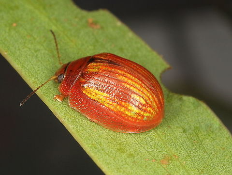 Paropsisterna vittata This beetle is scarce.
There was a fortunate emergence while I went to visit and I collected several specimens.
Dissection has confirmed this species to be the same as that on the mainland. Australia,Geotagged,Paropsisterna vittata,Summer