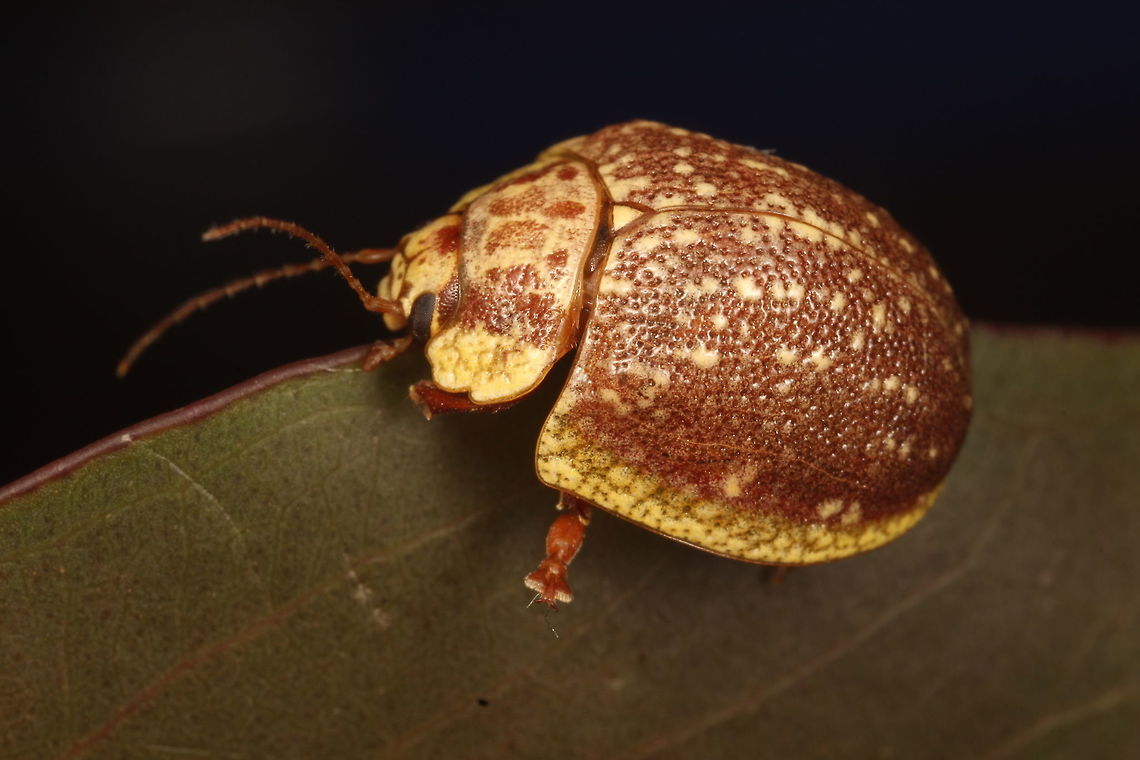 Paropsis rubidipes This delightful beetle is a Tasmanian endemic.  Named for its red feet, it also has a bright purple body underneath.  <br />
I was collecting with the Tasmanian beetle expert above the snow zone.   This is allied to Paropsis bella on the mainland  and species distinction is valid.  <br />
<br />
<figure class="photo"><a href="https://www.jungledragon.com/image/37115/beautiful_leaf_beetle_paropsis_bella.html" title="Beautiful Leaf Beetle (Paropsis bella)"><img src="https://s3.amazonaws.com/media.jungledragon.com/images/2776/37115_thumb.JPG?AWSAccessKeyId=05GMT0V3GWVNE7GGM1R2&Expires=1759968010&Signature=XDD2KT%2B%2BSUiHtr3NGGlYyaW0VkM%3D" width="200" height="152" alt="Beautiful Leaf Beetle (Paropsis bella) This bright red beetle has yellow lateral margins of the pronotum and skirt of the elytra.<br />
It seems scarce in Victoria and is brighter in color than the northern form of this species.  Australia,Geotagged,Paropsis bella,Summer,chrysomelidae,coleoptera,leaf beetle,paropsis" /></a></figure> <br />
Paropsis bella is a close species on the mainland  Australia,Geotagged,Paropsis rubidipes,Summer