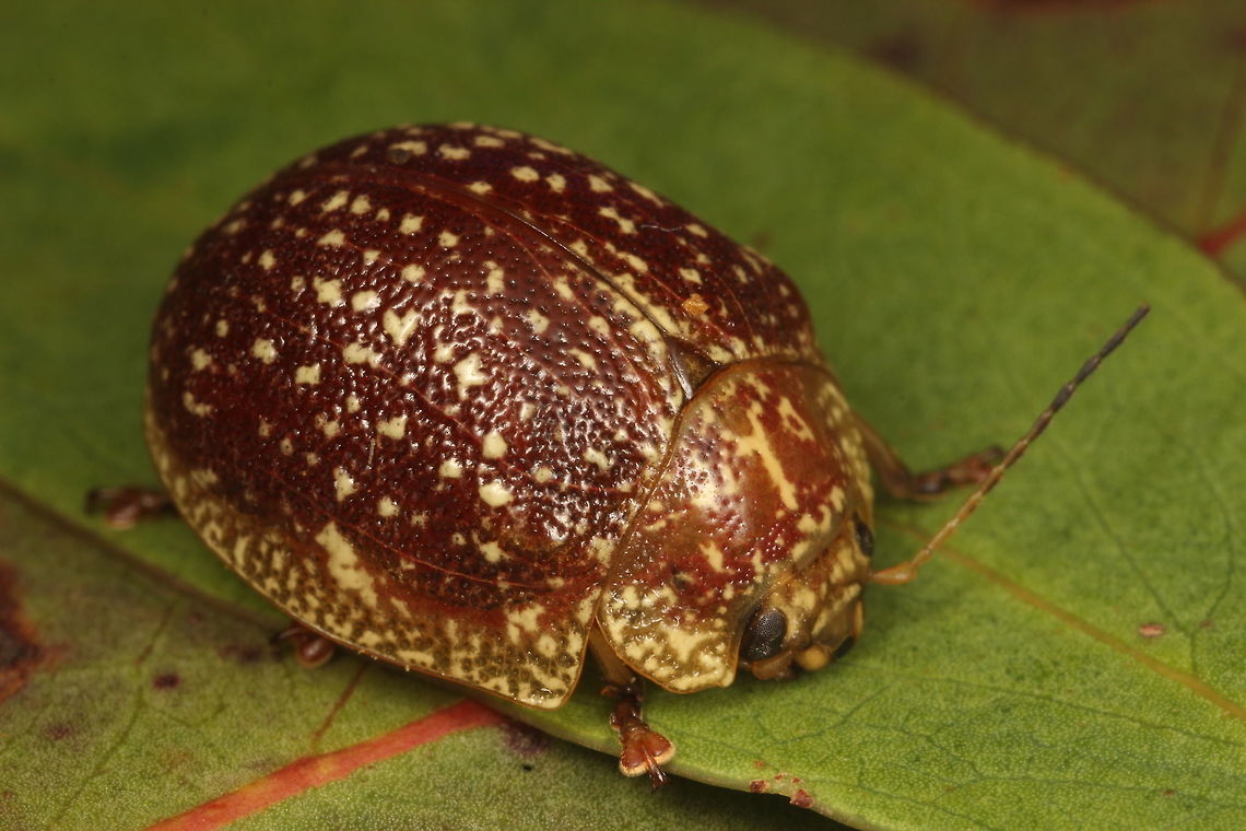 Paropsis tasmanica A large convex beetle endemic to Tasmania.  Verrucae appear in series more distinctly than the mainland Paropsis variolosa ally.   Australia,Geotagged,Paropsis tasmanica,Summer