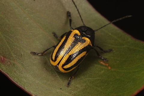 Cadmus australis Tasmanian endemic; cryptocephalinae Australia,Cadmus australis,Geotagged,Summer,Winter