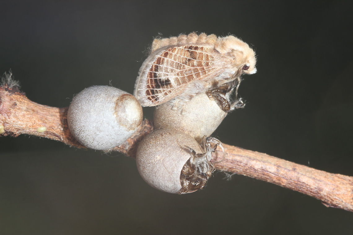 Mottled cupmoth in synchronous emergence. Sometimes parasitic flies emerge so this set was nice to see.  <br />
<br />
Here is the larva.<br />
<figure class="photo"><a href="https://www.jungledragon.com/image/37806/mottled_cupmoth_doratifera_vulnerans.html" title="Mottled cupmoth (Doratifera vulnerans)"><img src="https://s3.amazonaws.com/media.jungledragon.com/images/2776/37806_thumb.JPG?AWSAccessKeyId=05GMT0V3GWVNE7GGM1R2&Expires=1759968010&Signature=kPkYp67vPHUEx1ONALTGazgRrmg%3D" width="200" height="152" alt="Mottled cupmoth (Doratifera vulnerans) This bizarre &#039;slug&#039; caterpillar bears eight weapons which are bundles of spines normally folded away but everted when the insect is startled.  They produce mild irritation to humans when touched.    Australia,Doratifera,Doratifera vulnerans,Geotagged,Mottled Cup Moth,Summer" /></a></figure>  Australia,Doratifera vulnerans,Geotagged,Mottled Cup Moth,Summer
