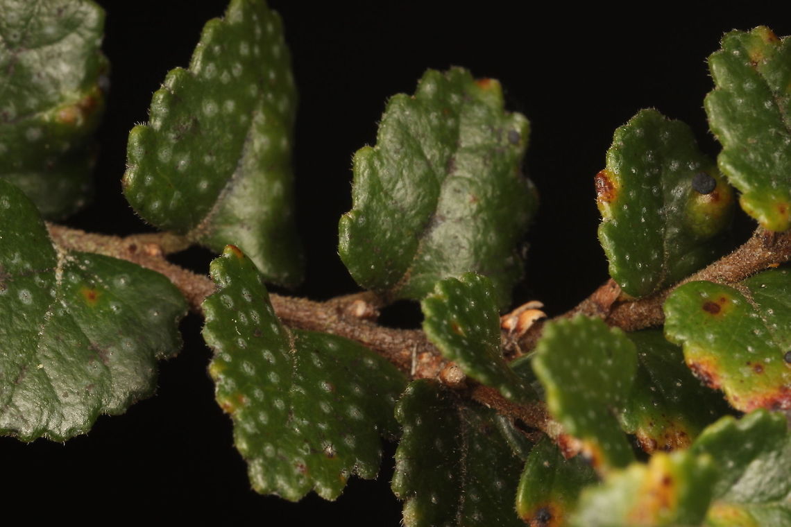 Myrtle Beech, Nothofagus cunninghamii Thie myrtle beech is a wet rain forest species from Tasmania and Victoria on the southern tip of Australia.  <br />
It is part of the ancient Gondwanaland fauna and fossil plants are found on the continent of what is now Antarctica.  It still exists in South America and southern Australia.   This example of  biogeograpy is an excellent demonstration of continental drift and biological evolution in case anyone is still wondering.  <br />
<br />
Here an image of the extant genus (Nothogagus dombeyi)  in Chile<br />
<figure class="photo"><a href="https://www.jungledragon.com/image/44249/giant_coihues_nothofagus_dombeyi.html" title="Giant coihues (Nothofagus dombeyi)"><img src="https://s3.amazonaws.com/media.jungledragon.com/images/2959/44249_thumb.JPG?AWSAccessKeyId=05GMT0V3GWVNE7GGM1R2&Expires=1769040010&Signature=JuB1zQdDBhNK6%2FWdWSvlKQplQG4%3D" width="200" height="134" alt="Giant coihues (Nothofagus dombeyi) Santuario el Ca&ntilde;i, Araucania, Chile. Jun 16, 2014. Chile,Fall,Geotagged,Nothofagus dombeyi" /></a></figure> <br />
<br />
<a href="https://en.wikipedia.org/wiki/Nothofagus#/media/File:Nothofagus_Distribution.svg" rel="nofollow">https://en.wikipedia.org/wiki/Nothofagus#/media/File:Nothofagus_Distribution.svg</a>  Australia,Geotagged,Myrtle Beech,Nothofagus cunninghamii,Summer