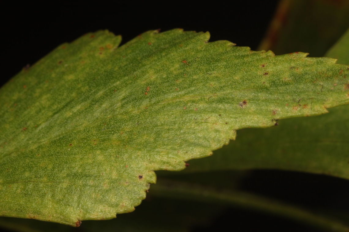 Celery-top pine, Phyllocladus aspleniifolius This is not a leaf.<br />
This is not a phyllode (flattened petiole)<br />
It is a flattened twig.   Australia,Geotagged,Phyllocladus aspleniifolius,Summer