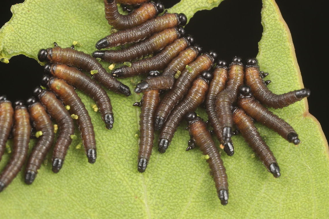 Sawfly larvae.  Hymenoptera, probably Perga sp.  Australia,Geotagged,Spring