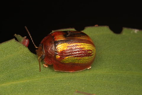 Paropsisterna vittata A second variation from Tasmania.
Based on observation of similar species, it is likely that the beetle will darken over time.  This beetle was described by Blackburn as a mainland species and amongst the group of highly metallic species (nobilitata and gloriosa).  Vittata is not metallic.   This has led to the naming of the Tasmanian species as simsoni.   Simsoni is likely to become synonymized.   Australia,Geotagged,Paropsisterna vittata,Summer,paropsisterna