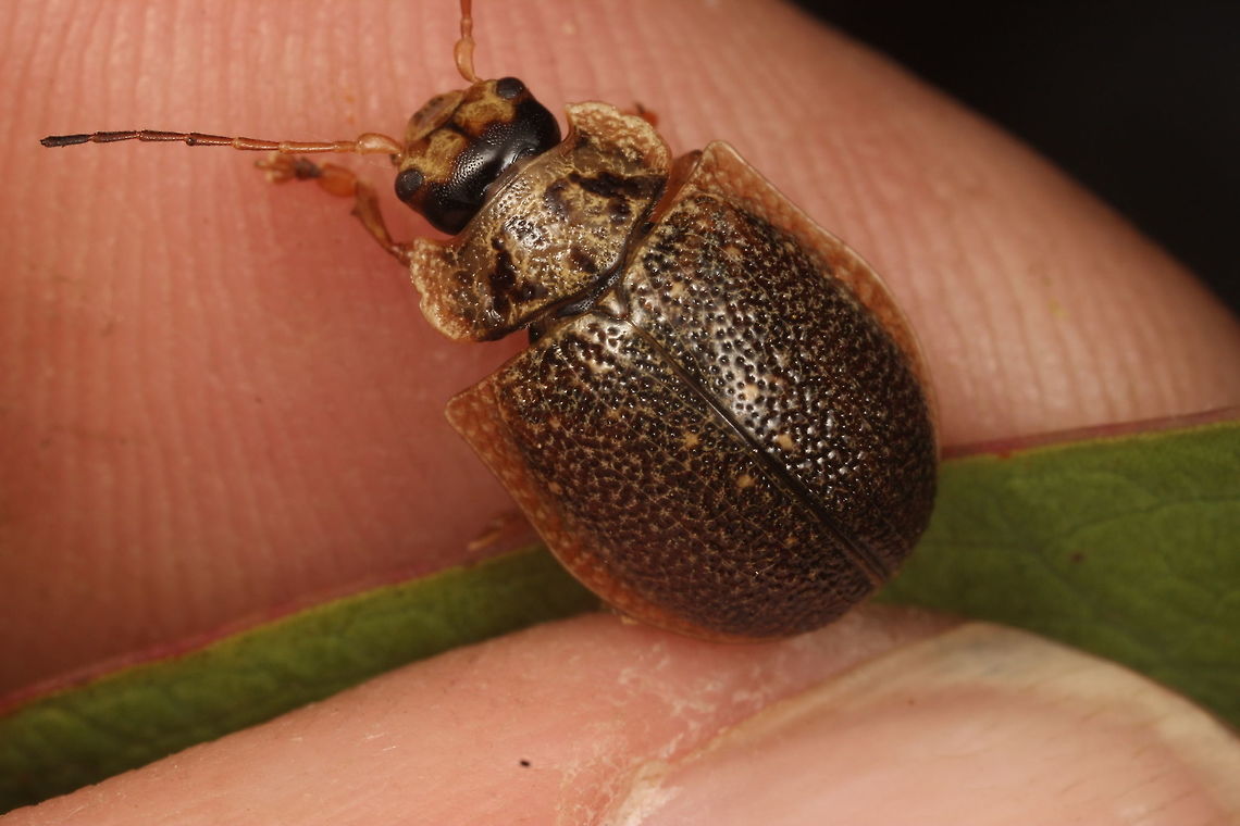 Paropsis delittlei This is the male of the species to illustrate the sexual dimorphism unique to a few species in this genus.  I encountered this beetle while bush-walking on Hartz Mountains with David de Little, after whom this Beetle is named.  David worked in forestry and knows every tree species in Tasmania, and is the leading expert in Tasmania <br />
on the beetles that eat them.  <br />
<br />
The mainland sister species is the dimorphic <Paropsis intermedia>.  Here is the male.<br />
<figure class="photo"><a href="https://www.jungledragon.com/image/39559/paropsis_intermedia.html" title="Paropsis intermedia"><img src="https://s3.amazonaws.com/media.jungledragon.com/images/2776/39559_thumb.JPG?AWSAccessKeyId=05GMT0V3GWVNE7GGM1R2&Expires=1769040010&Signature=Ct0tRYRcKvGE9%2FU%2FGbI7PVOo%2B7U%3D" width="200" height="152" alt="Paropsis intermedia Male Australia,Geotagged,Paropsis,Paropsis intermedia,Spring" /></a></figure>  Australia,Geotagged,Paropsis delittlei,Summer