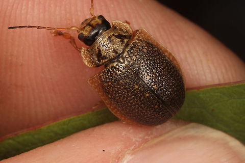 Paropsis delittlei This is the male of the species to illustrate the sexual dimorphism unique to a few species in this genus.  I encountered this beetle while bush-walking on Hartz Mountains with David de Little, after whom this Beetle is named.  David worked in forestry and knows every tree species in Tasmania, and is the leading expert in Tasmania 
on the beetles that eat them.  

The mainland sister species is the dimorphic <Paropsis intermedia>.  Here is the male.
https://www.jungledragon.com/image/39559/paropsis_intermedia.html  Australia,Geotagged,Paropsis delittlei,Summer