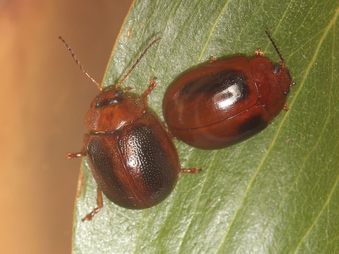 Leaf beetle cosplay Left - Dicranosterna imaculata.  Right - Paropsisterna liturata.  Who is the copycat?   Australia,Geotagged,Paropsisterna liturata,Summer,mimicry