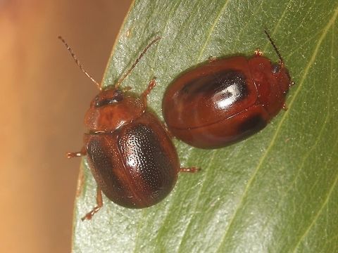 Leaf beetle cosplay Left - Dicranosterna imaculata.  Right - Paropsisterna liturata.  Who is the copycat?   Australia,Geotagged,Paropsisterna liturata,Summer,mimicry