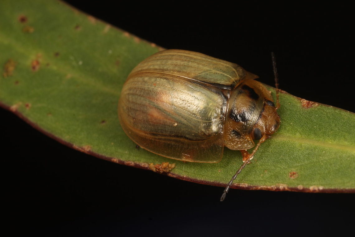 Southern Leaf Beetle - Paropsisterna bimaculata This is the 'green' or usual form of this beetle.  It is very common in Tasmania and causes huge losses in forestry yields.  It causes shudders down the spine of eucalyptus plantation workers around the world.   Biological control agents include parasitoid braconid wasps.   Australia,Geotagged,Paropsisterna bimaculata,Summer,paropsisterna