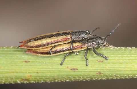 Eurispa vittata Two tailed leaf beetle on Swordgrass.   Australia,Eurispa vittata,Geotagged,Summer